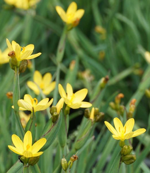 Sisyrinchium californicum Vypredaj